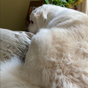 Meet your Posher, Steve